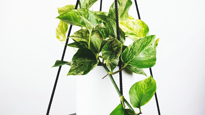 足球运动员在训练中射门的精彩瞬间